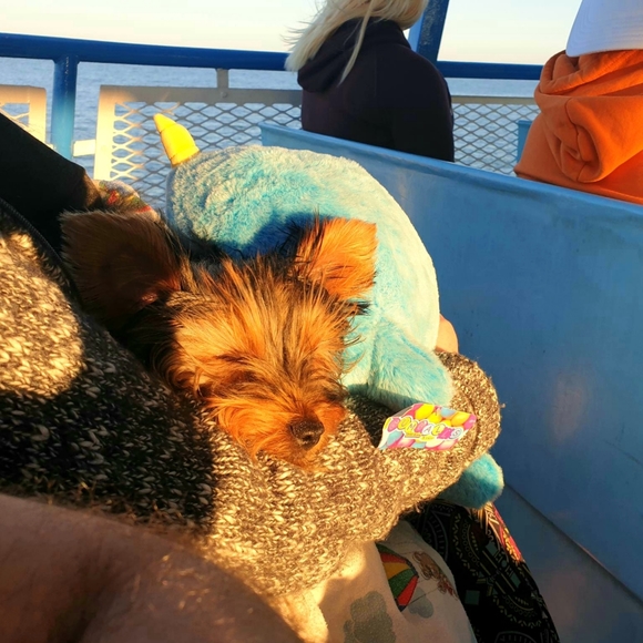 THIS BUS IS FULL!! PLEASE FIND NEW LISTING! XO - Picture 13 of 13